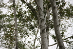 シラカバの幹と緑葉