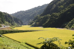 稔りの稲田と里山