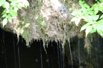 苔と「玉垂の滝」