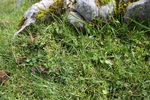 石灰岩と野草たち