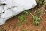 石灰岩とイチゴ