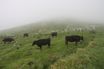 高原の霧と放牧の牛