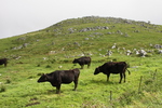 四国カルスト台地の羊群原と放牧牛
