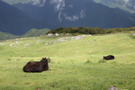 四国カルスト台地の羊群原と放牧牛