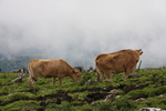 四国カルスト台地の放牧牛