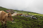 カルスト台地の放牧牛