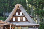合掌造り集落の「茅葺き屋根」と森