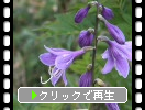 八甲田山と夏の植物たち