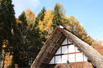 秋紅葉と茅葺の水車小屋