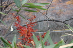 秋の戸隠高原・「鏡池」と紅葉