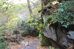 晩秋の森と岩