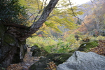 晩秋の森と落葉の岩