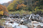 妙高「苗名滝」からの渓流と秋模様