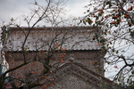 喜多方「三津谷のレンガ蔵」傍の柿木