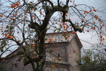 喜多方「三津谷のレンガ蔵」傍の柿木
