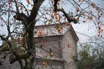 喜多方「三津谷のレンガ蔵」と傍の柿木