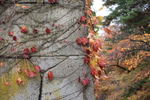 石垣とツタの紅葉