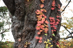 巨木の幹を這うツタの紅葉