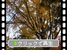 豊後「富貴寺」の銀杏の黄葉