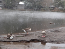 冬霧の「金鱗湖」と湖畔のカモ