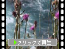 函館「立待岬」の秋の植物たち