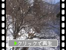 信州「上田城」の空堀と冬木立