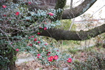 冬の京都・「哲学の道」と山茶花