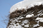積雪のツタと石垣