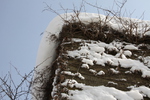 積雪の石垣と城門のツタ