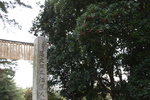 神社のヤマモモの古木