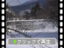 冬積雪の「会津若松城」の冬木立と桜