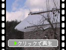 積雪の喜多方「三津谷のレンガ蔵」と柿の木
