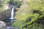春の新緑と「白糸の滝」全景