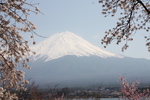 河口湖畔から見た「春の富士山」