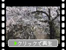 会津若松城（鶴ヶ城）の「石垣・濠」と満開の桜