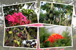 沖縄「由布島」の亜熱帯植物たち