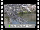 満開の桜と会津若松城（鶴ヶ城）の石垣・濠