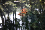 秋・紅葉が映る「白川水源」