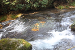 秋の白川水源からの落ち葉