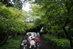 初夏の円覚寺「惣門への石段」
