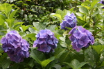 青紫色の紫陽花