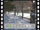 冬の忍野八海「雪道と銚子池」