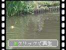 金沢文庫・称名寺「阿字ヶ池」の鯉と亀たち