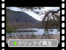 春の富士五湖「精進湖」とさざ波