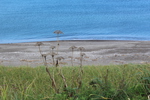 オホーツク海の浜辺と初秋の草木