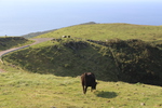 隠岐・知夫里島「赤ハゲ山」の放牧場と黒牛