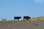 隠岐・知夫里島「赤ハゲ山」の黒牛