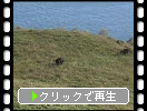 隠岐の知夫里島「赤ハゲ山」の放牧風景