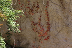 岩壁を這う紅葉の蔦