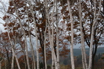 蒜山高原「晩秋の白樺林」